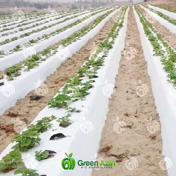 مالچ پلاستیکی دو رنگ یووی عرض 100 سانت